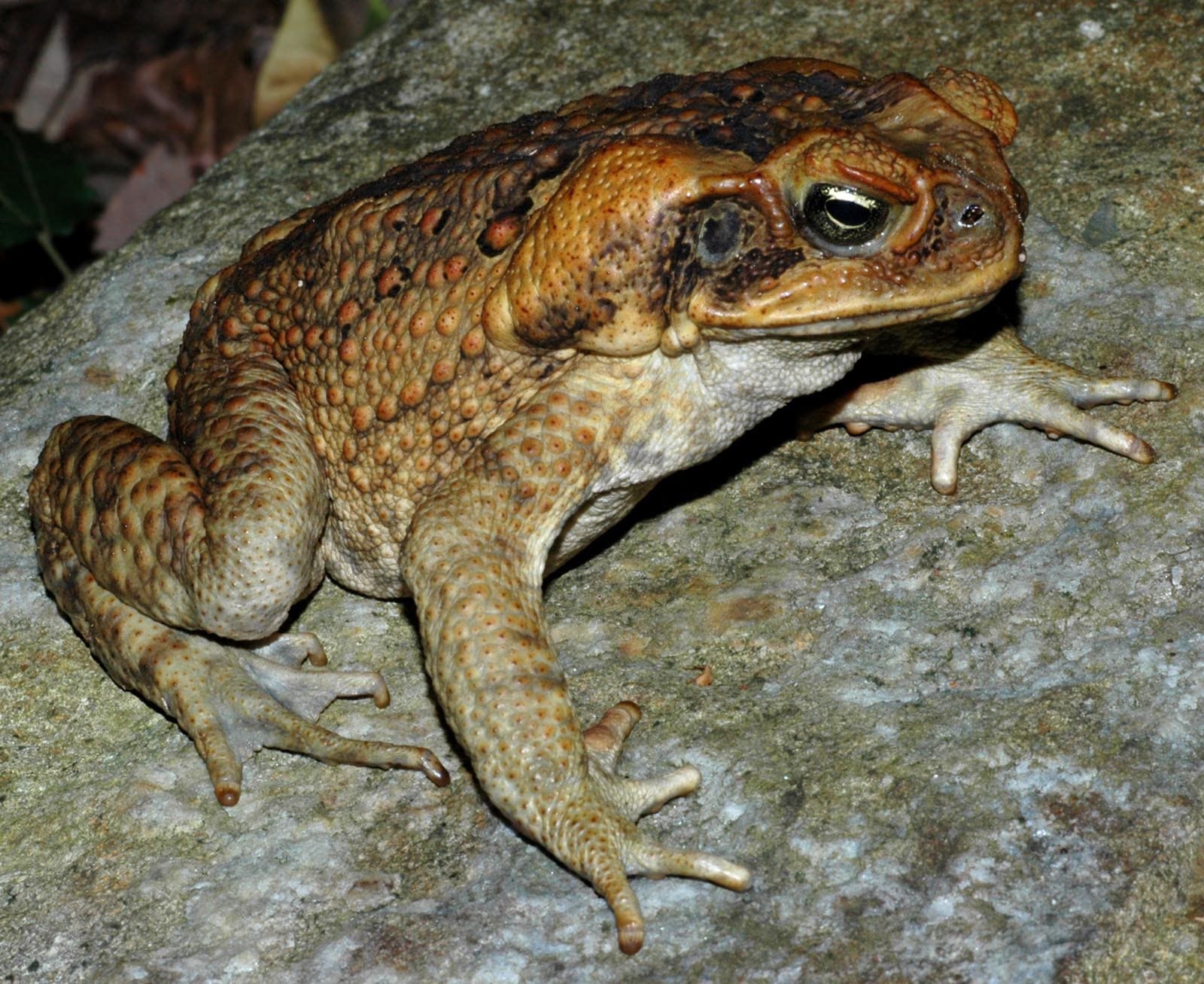 How Do I Get Rid Of Cane Toads Our Permaculture Life