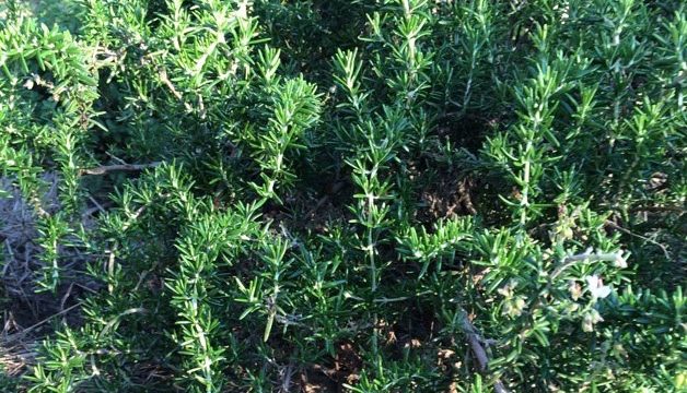7 Ways That Rosemary Promotes Healthy Hair Simple Recipe For