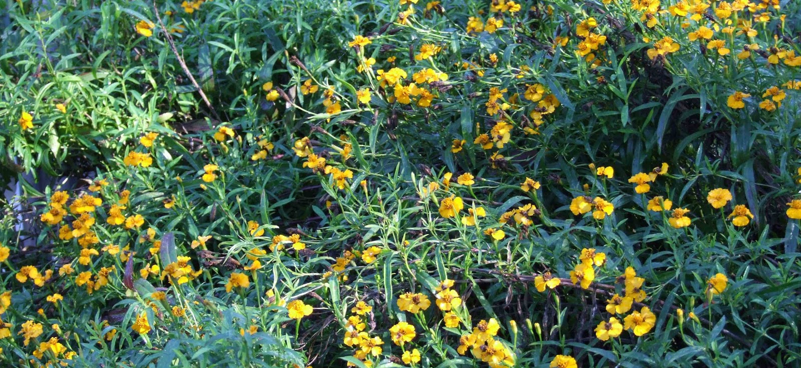 tarragon flowers