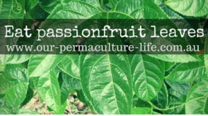 passionfruit