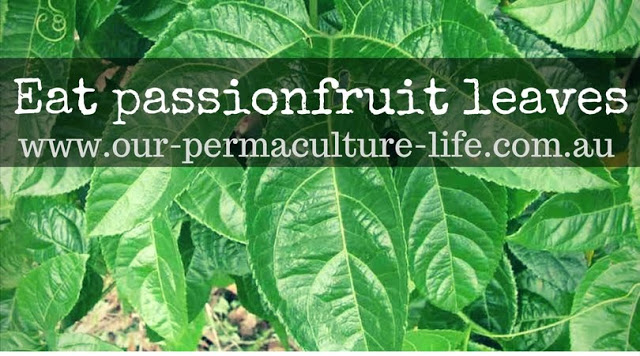 Eat your passionfruit leaves!