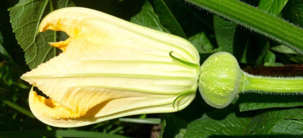 Female Pumpkin Flower Our Permaculture Life