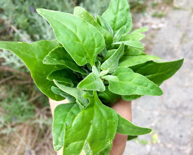 Warrigal greens hotsell