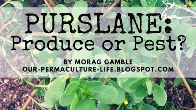 Purslane