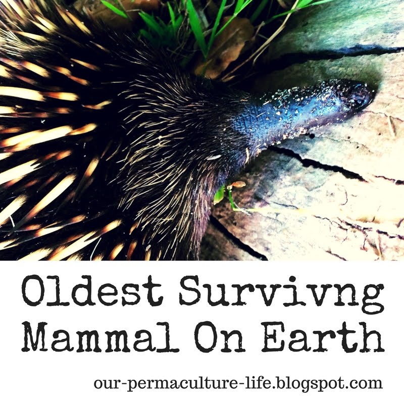 the-10-oldest-living-mammals-a-z-animals