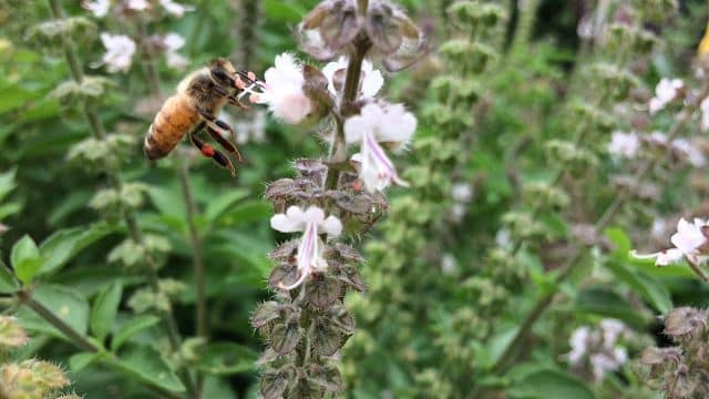 Tulsi bee bush food medicine and habitat a great permaculture