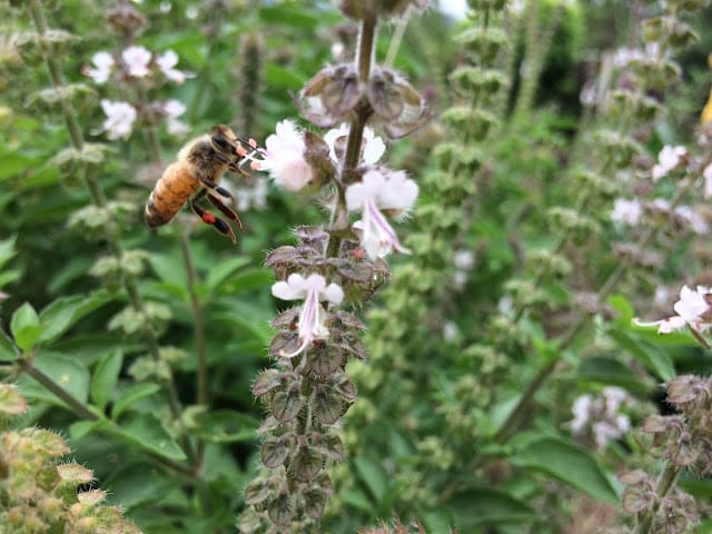 Tulsi bee bush food medicine and habitat a great permaculture