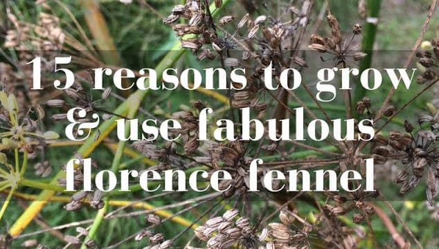 How to grow and use fennel