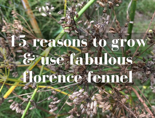 How to grow and use fennel