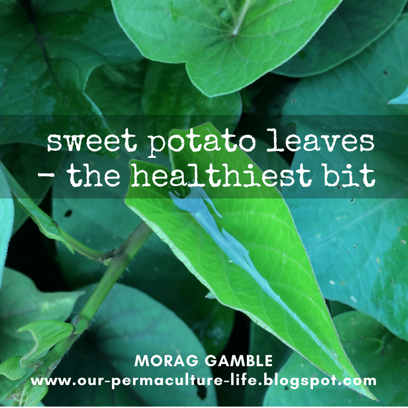 Sweet potato greens more nutritious than the tuber. Do you eat them