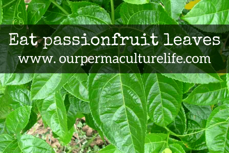 Eat passionfruit leaves www. Our