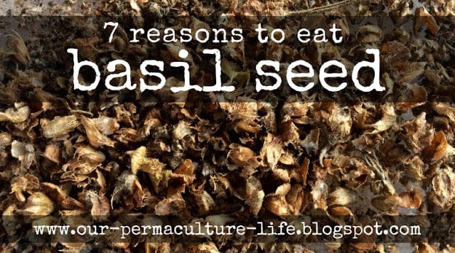 7 Reasons to Eat Basil Seed Our Permaculture Life