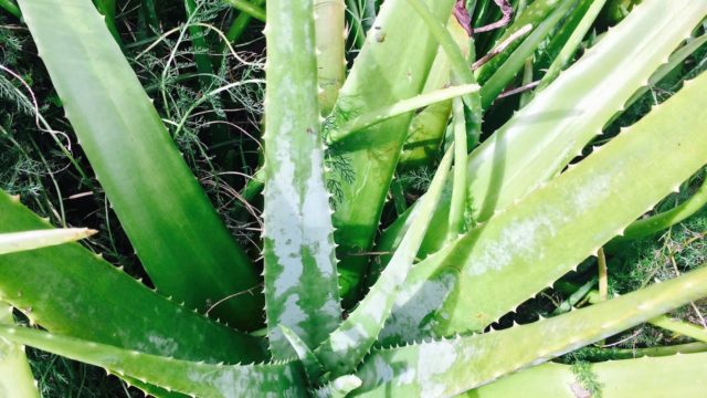 How To Use Your Fresh Raw Aloe Vera As A Leave In Hair Conditioner