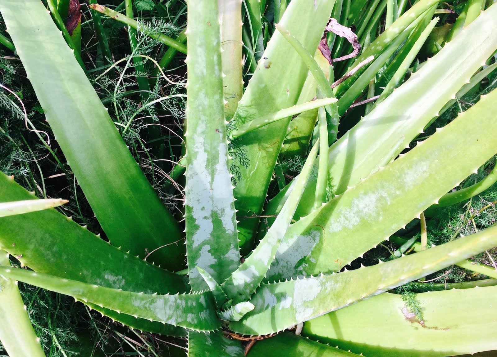 How to use your fresh raw Aloe vera as a leave in hair conditioner ...