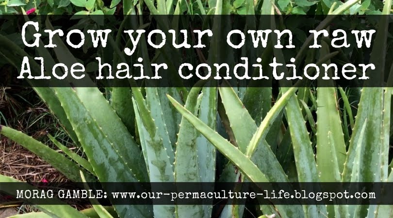 How to use your fresh raw Aloe vera as a leave-in hair conditioner - Our  Permaculture Life
