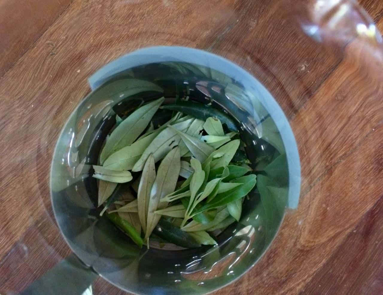 Olive Leaf Tea. Чай листья оливы. Олива настой из листьев. Листья оливы маринованные.