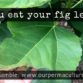 Do you eat fig leaves?