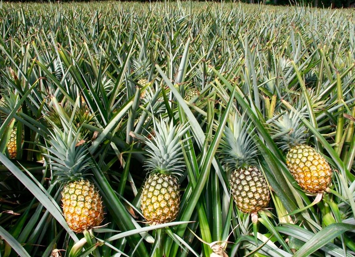a great perennial: how to simply propagate pineapple - our
