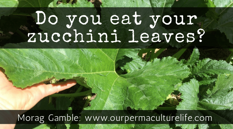 7 Ways to Eat Zucchini Greens - Our Permaculture Life