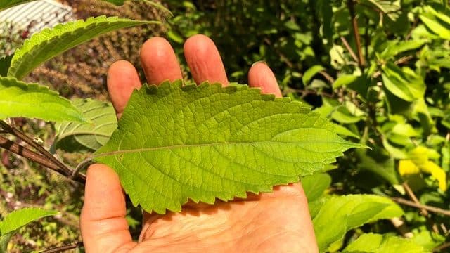 Large Tulsi leaf