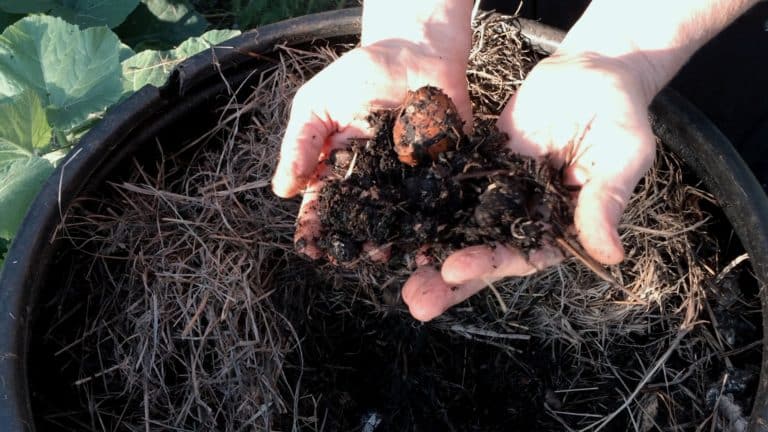 compost bin