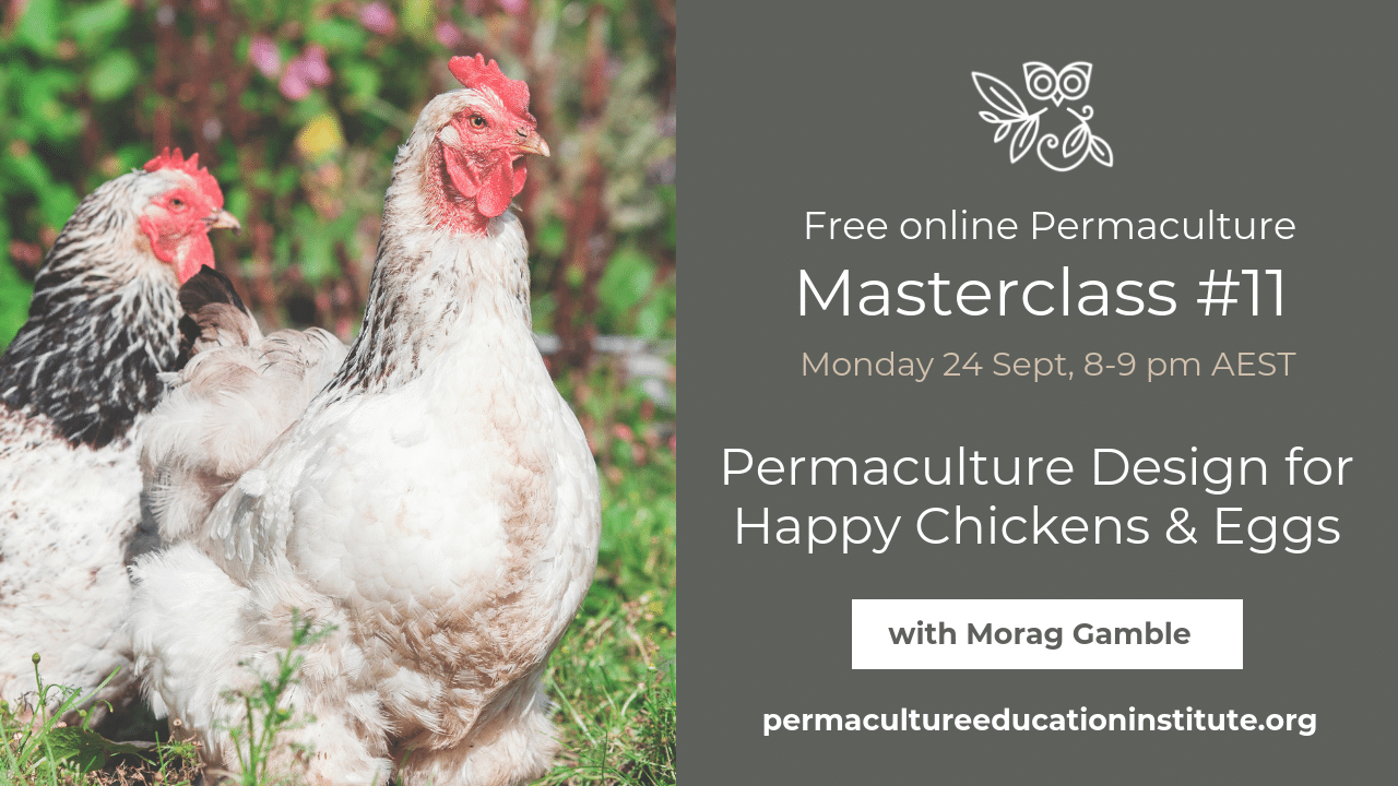 Permaculture Design for Happy Chickens Our Permaculture Life