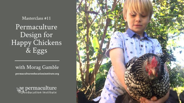 permaculture design for happy chickens