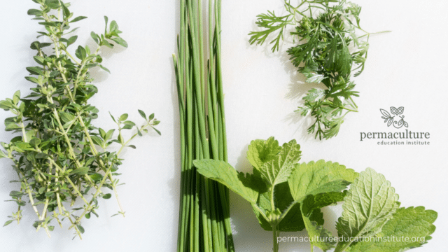 Small Space Kitchen Garden