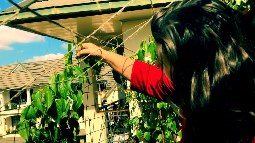 permaculture on a balcony