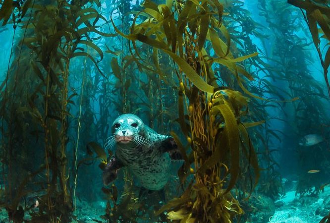 Marine Permaculture - a way to reverse climate change & repair marine  ecologies. Masterclass with Morag Gamble and Dr Brian von Herzen - Our  Permaculture Life