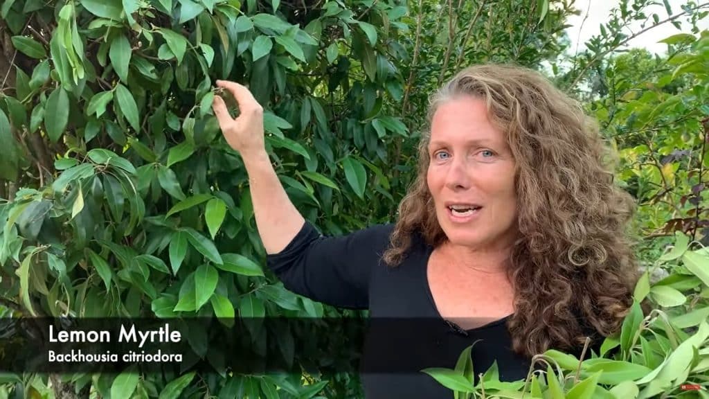 My Favourite Edible Tree Lemon Myrtle Our Permaculture Life