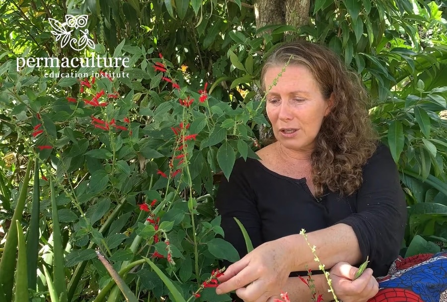How to grow and use Pineapple Sage