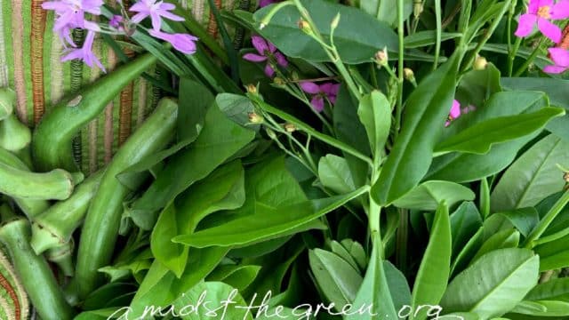 an ecology of changemaking