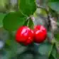2 bright red acerola cherry fruit hanging from a branch with green leaves